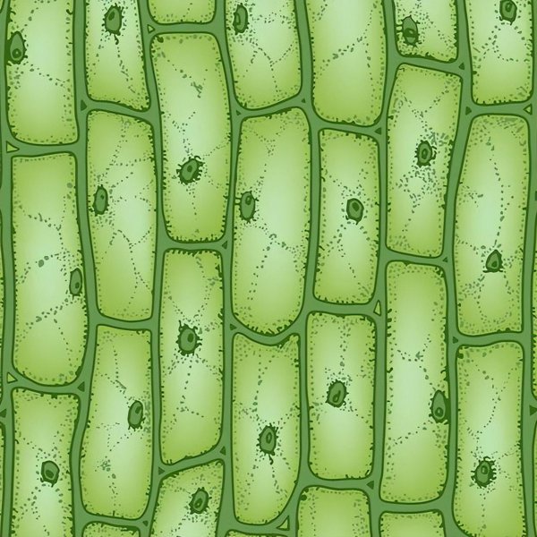 地球上生长最快的树是什么树木