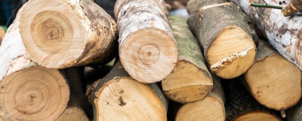 地球上生长最快的树是什么树木