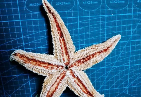 海星是不是食肉动物