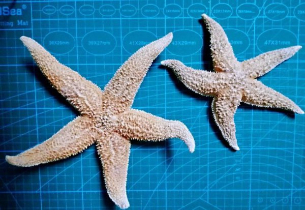 海星是不是食肉动物