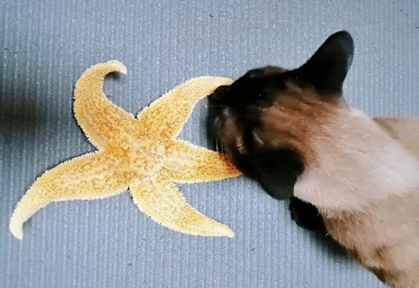 海星是不是食肉动物