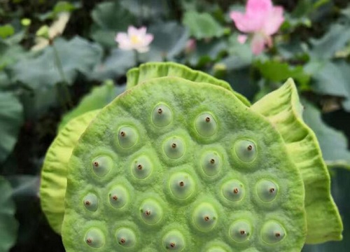 鲜莲子的功效与作用及食用方法