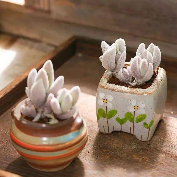 多肉叶子干瘪有皱发软怎么回事