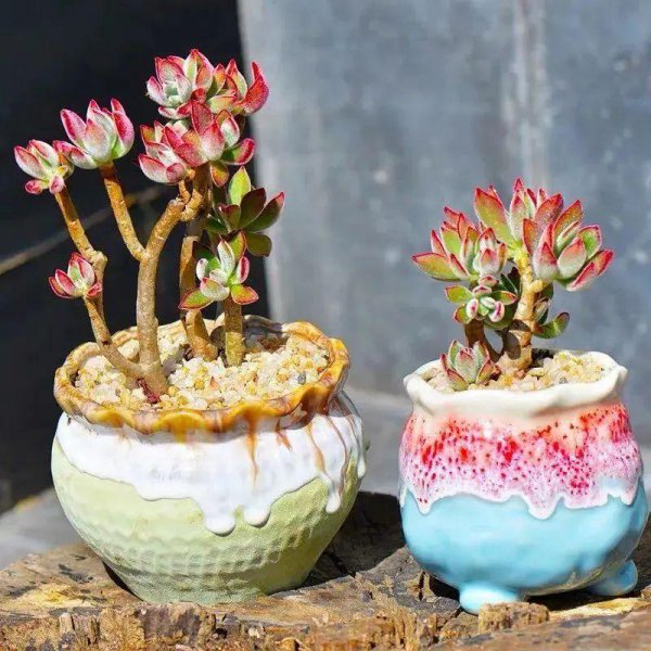 多肉叶子干瘪有皱发软怎么回事