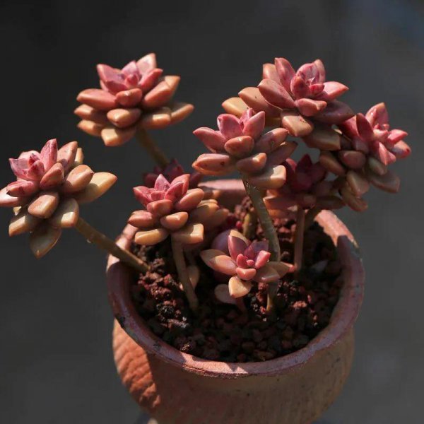 多肉叶子干瘪有皱发软怎么回事