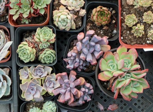 多肉叶子干瘪有皱发软怎么回事