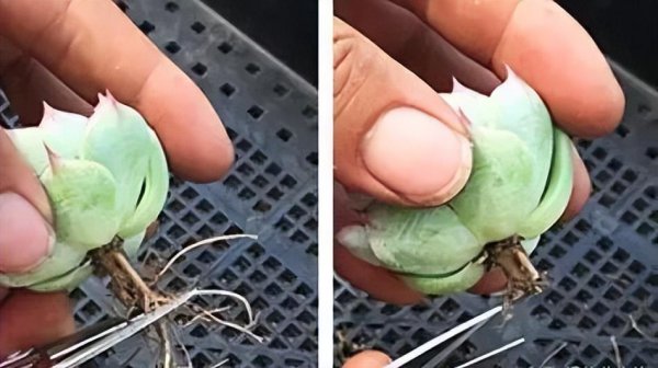 多肉叶子干瘪有皱发软怎么回事