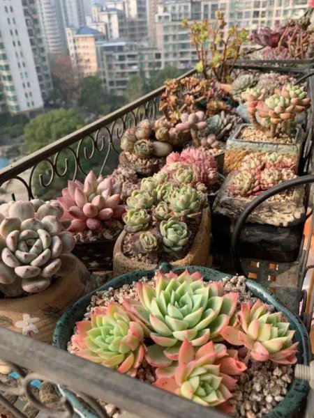 多肉叶子干瘪有皱发软怎么回事