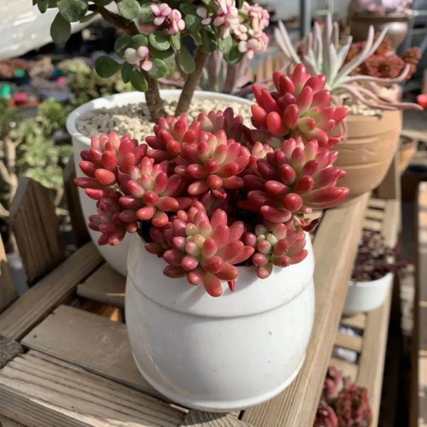 多肉叶子干瘪有皱发软怎么回事