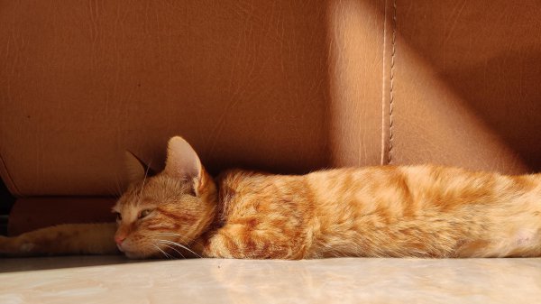 橘猫的优缺点有哪些