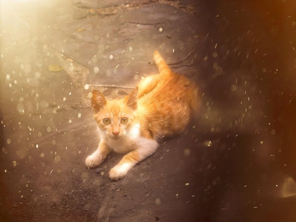 橘猫的优缺点有哪些