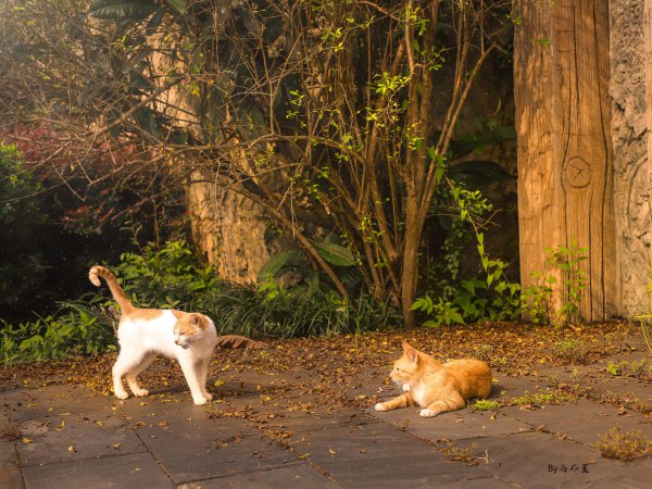 橘猫的优缺点有哪些