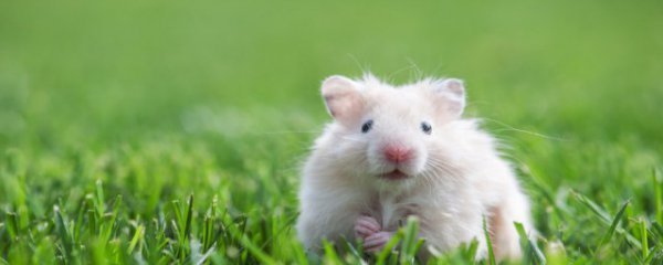 冬天仓鼠吃什么长胖快