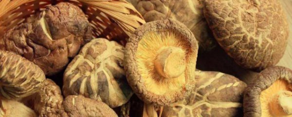 新鲜草菇如何晾干保存最好