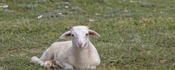 孕妇梦见小羊羔是什么意思