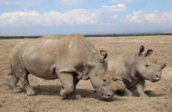 地球上白犀牛还有几只