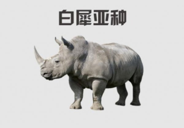 地球上白犀牛还有几只
