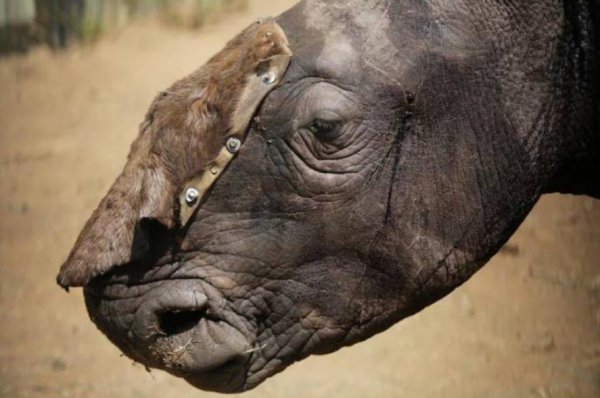 地球上白犀牛还有几只