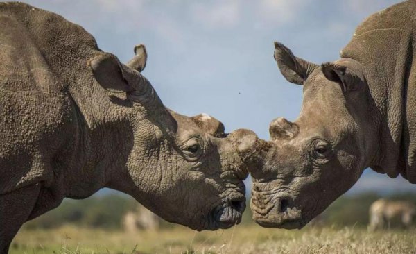 地球上白犀牛还有几只