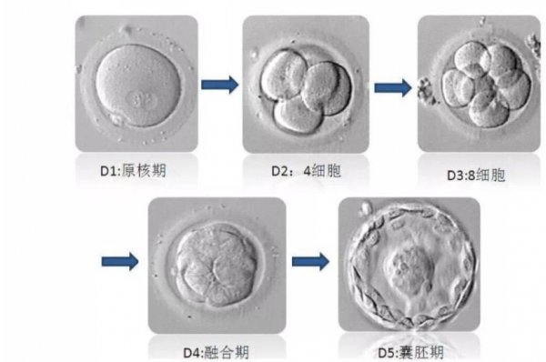 地球上白犀牛还有几只