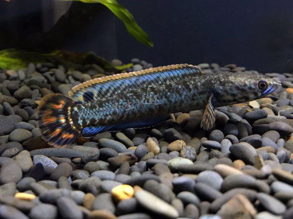 七彩雷龙鱼饲养温度及方法