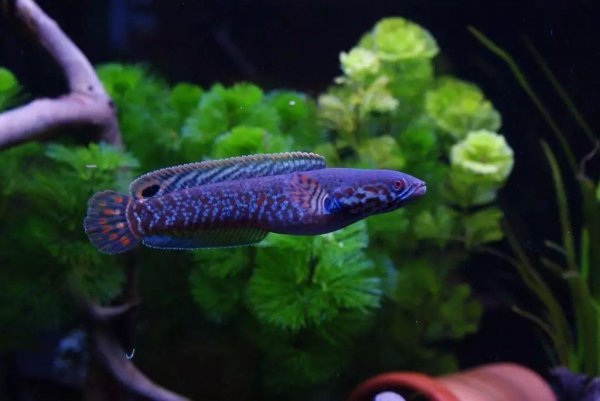 七彩雷龙鱼饲养温度及方法