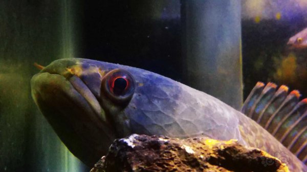 七彩雷龙鱼饲养温度及方法