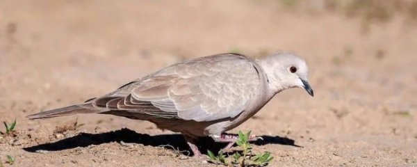 灰斑鸠吃什么食物