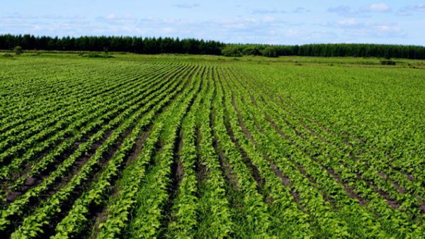 三江平原在哪个地区