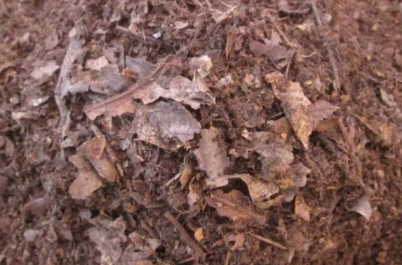 透气透水的养花土怎么配制