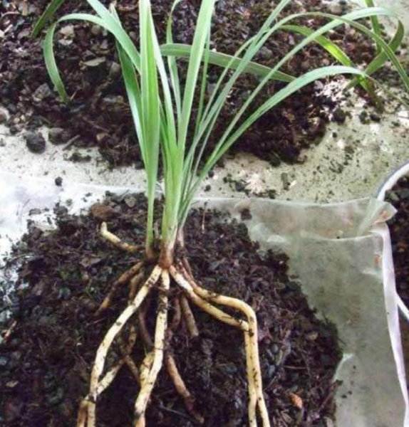 透气透水的养花土怎么配制