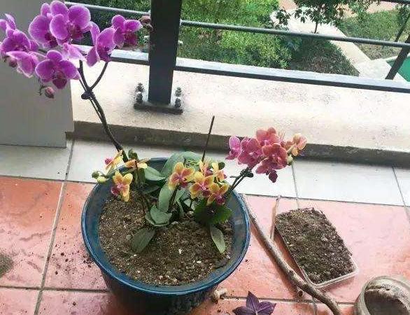 透气透水的养花土怎么配制