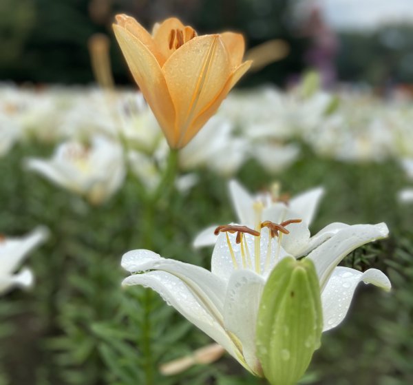 百合花的花语和寓意