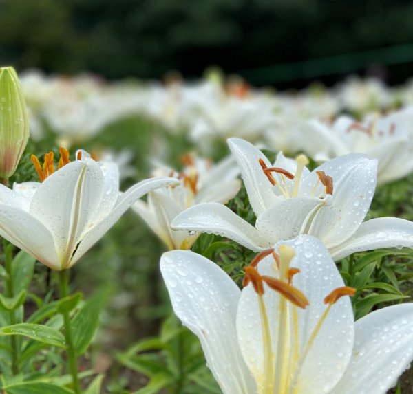 百合花的花语和寓意