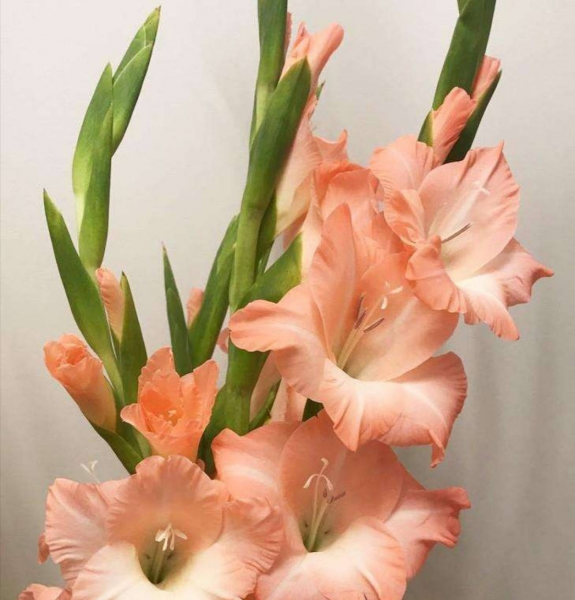 适合送给老师的花推荐