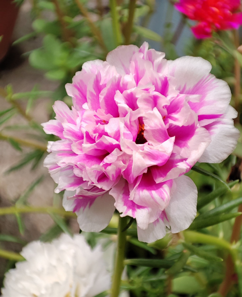 适合送给老师的花推荐