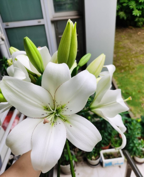 适合送给老师的花推荐