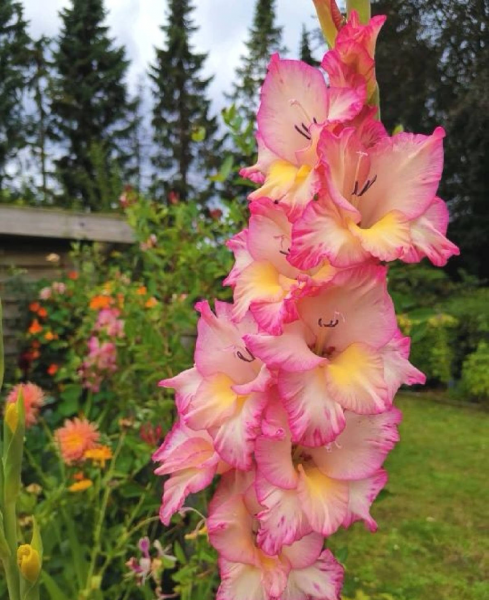 适合送给老师的花推荐