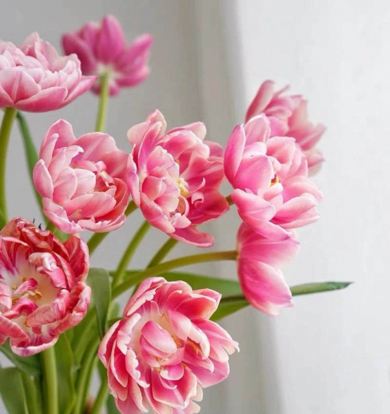 适合送给老师的花推荐