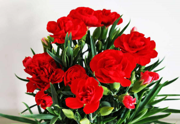 适合送给老师的花推荐