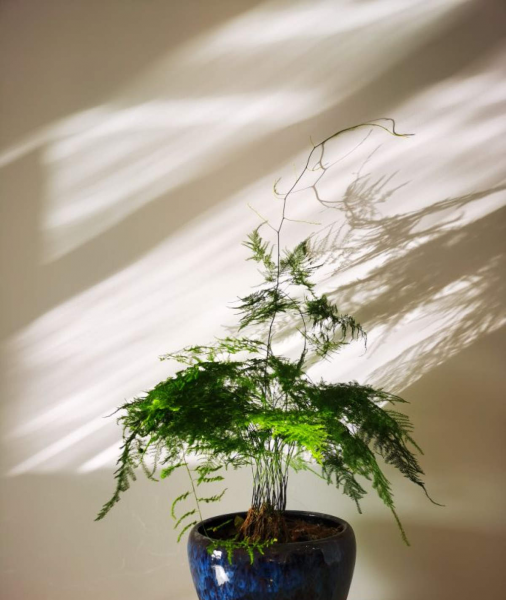 适合送给老师的花推荐