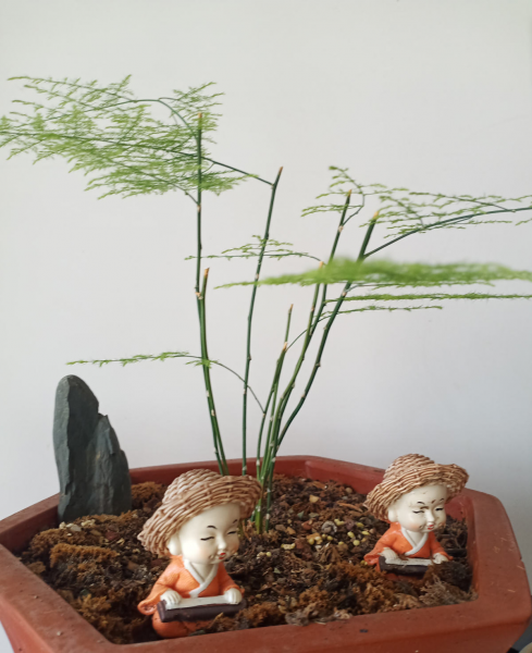 适合送给老师的花推荐