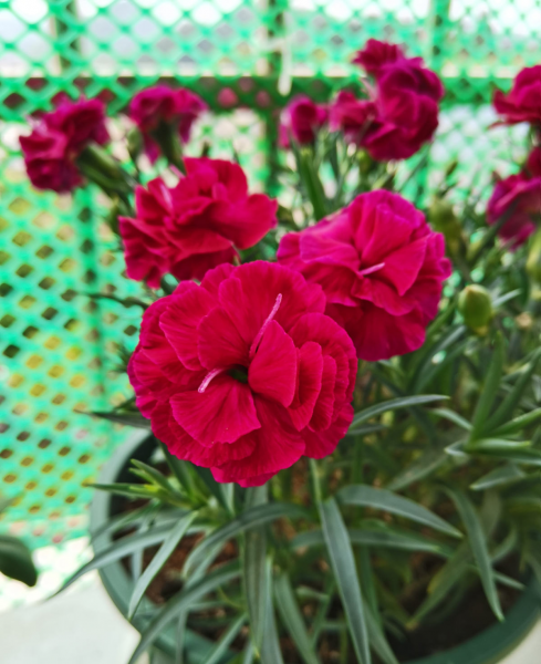 适合送给老师的花推荐