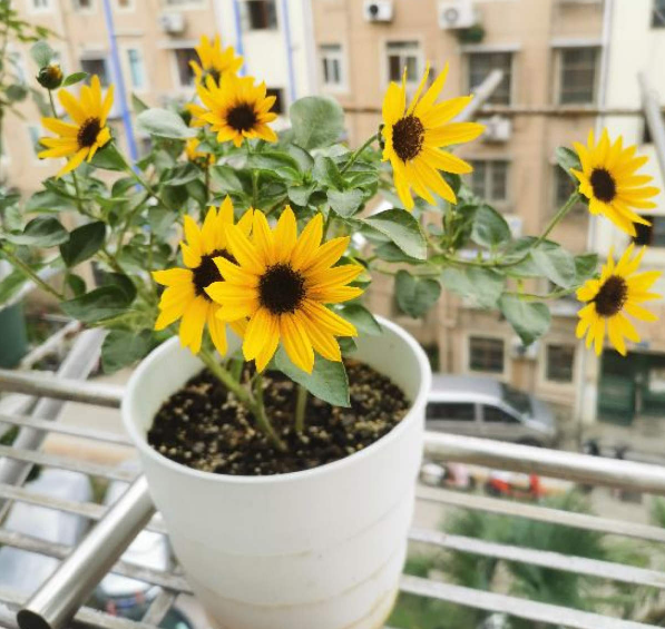 适合送给老师的花推荐