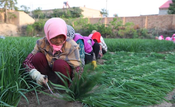 韭菜用什么肥料长得又肥又壮