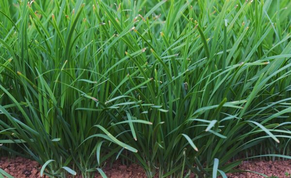 韭菜用什么肥料长得又肥又壮