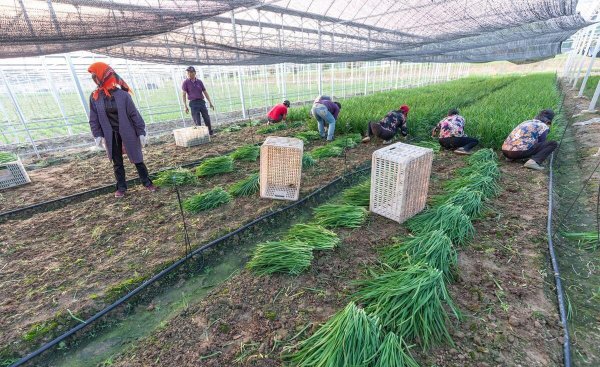 韭菜用什么肥料长得又肥又壮