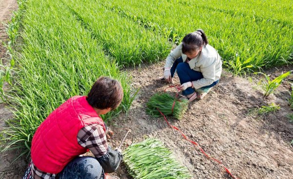 韭菜用什么肥料长得又肥又壮