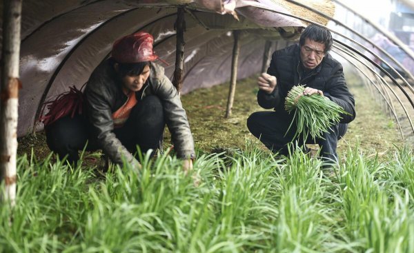 韭菜用什么肥料长得又肥又壮