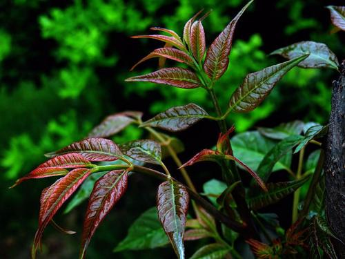 香椿树什么时候移栽容易成活